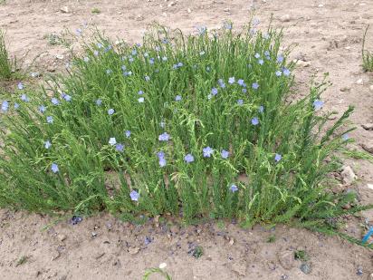 Click for 1 image(s) for this accession.